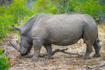 white rhino in kruger national park, mpumalanga, south africa 39