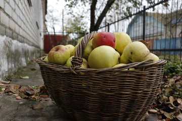 apples in a basket