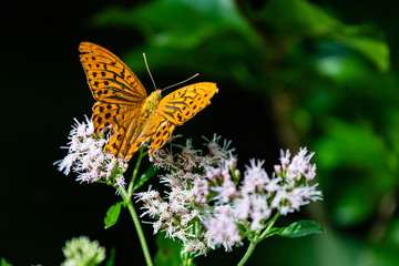 Großer Perlmutterfalter