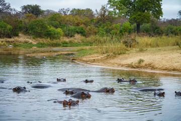 hippos in kruger national park, mpumalanga, south africa 1