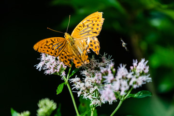 Großer Perlmutterfalter