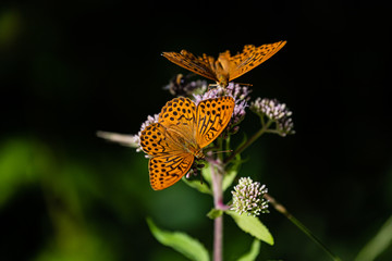 Großer Perlmutterfalter