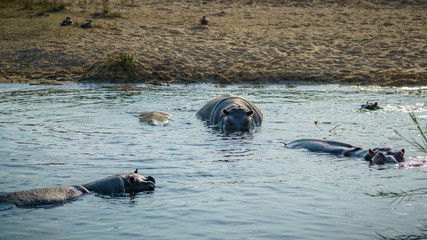hippos in kruger national park, mpumalanga, south africa 21
