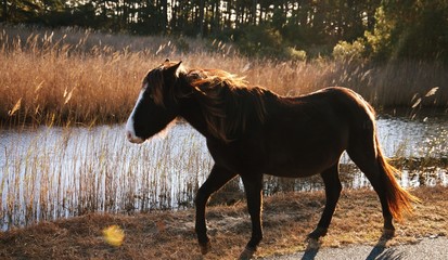 Wild horses of Chincoteague National Park in Delmarva 
