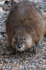 young muskram searches for food