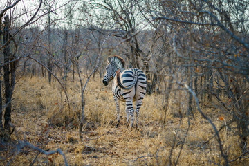 zebras in kruger national park, mpumalanga, south africa 19