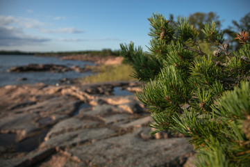 Beautiful evergreens on a beautiful red granite background