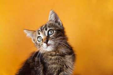 Obraz premium Funny Kitten over orange background. Curious kitten looking to camera.