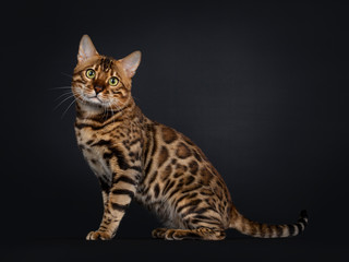 Handsome golden brown spotted young adut Bengal cat, sitting side ways. Looking at camera with greenish eyes. Isolated on black background.