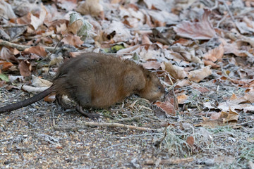 young muskram searches for food