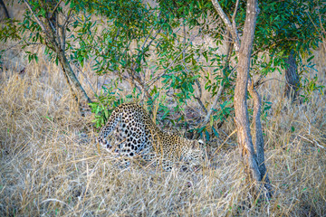 leopard in kruger national park, mpumalanga, south africa 3