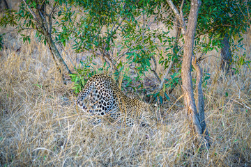 leopard in kruger national park, mpumalanga, south africa 4