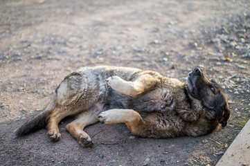 Unterwürfiger Hund signalisiert mit seiner Körpersprache dass er gestreichelt werden möchte