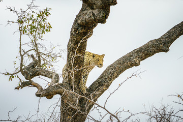 leopard in kruger national park, mpumalanga, south africa 49