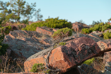Beautiful evergreens on a beautiful red granite background