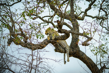 Fototapeta na wymiar leopard in kruger national park, mpumalanga, south africa 56