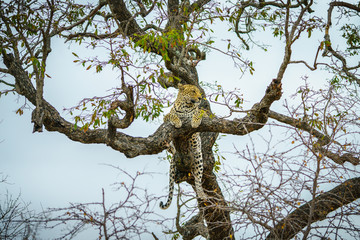 Fototapeta na wymiar leopard in kruger national park, mpumalanga, south africa 57