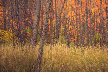 Hardwood Forest in Fall