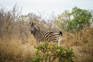 Fototapeta na wymiar zebra in kruger national park, mpumalanga, south africa