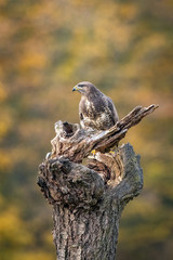 The Common Buzzard, Buteo buteo is sitting in the autumn forest, typical environment of wildlife....