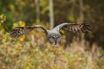 Strix nebulosa, Great grey owl The bird is flying in nice natural environment of Finland. Wildlife scene from Europe...