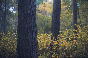 Naklejka premium Red Pine Forest in Fall