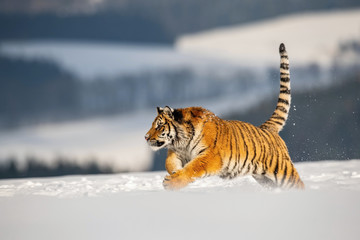 The Siberian Tiger, Panthera tigris tigris is running in the snow, in the background with snowy trees