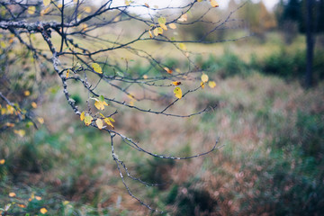 Tree in Fall with Dramatic Bokeh