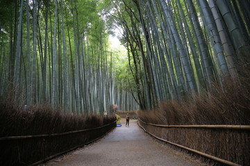 Fototapeta premium Arashiyama forst, Kyoto, Japan