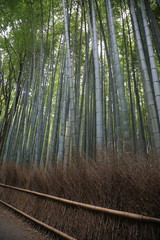 Fototapeta premium Arashiyama forst, Kioto, Japonia