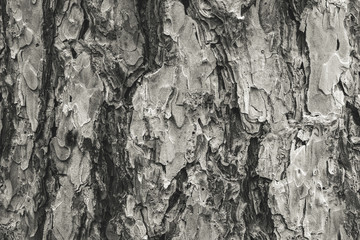 Monochrome Pine Bark Background