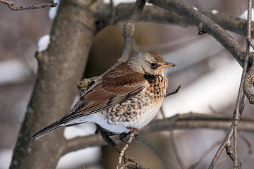 Fieldfare turdus pillaris sitting on branch of tree in winter looking for berries. Cute common thrush bird in wildlife.