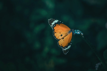 orange butterfly with black and white spots sitting on flower