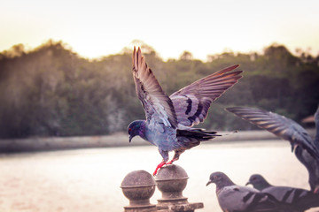 pigeon landing with open wings near lake sunset