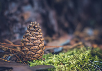 Close View of Norway Pine Cone