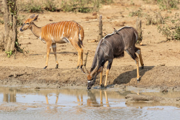 Nyala bull drinking water at a waterhole in Kruger National Park with a Nyala ewe standing next to...