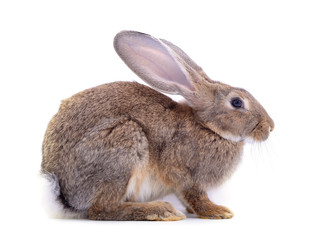 One brown rabbit.