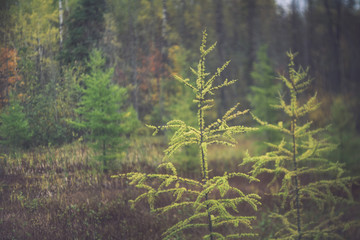 Early Fall Tamarack Trees