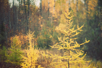 Fall Color Tamarack Trees