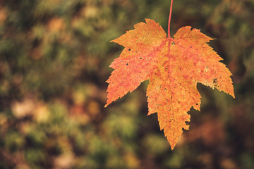Single Red Maple Leaf