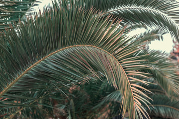 Palm branches close up