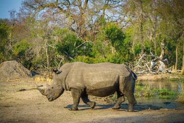 white rhino at a pond in kruger national park, mpumalanga, south africa 80