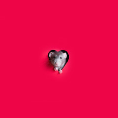 Greeting card. Cute funny rat is looking out of a hole in the shape of a heart in red paper. The...