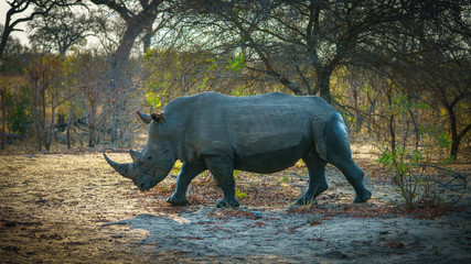 white rhino in kruger national park, mpumalanga, south africa 14