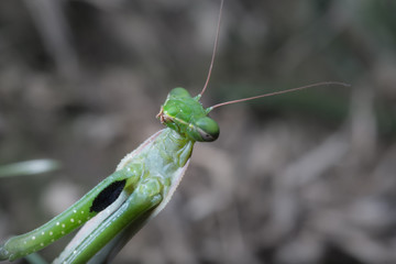 Portrait of European Mantis or Praying Mantis, Mantis religiosa, in nature