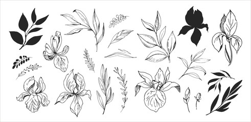 Floral set. Sketches of flowers, plants, leaves. Hand drawn illustration converted to vector. Outline with transparent background