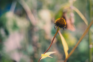Wilted Coneflower in Fall
