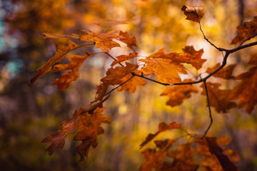 Fall Color Oak Leaves