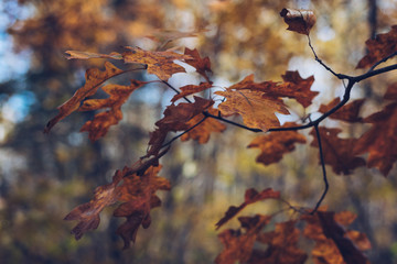 Oak Leaves in Fall