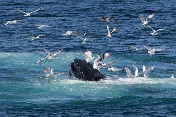 Seagulls stealing fish from whale